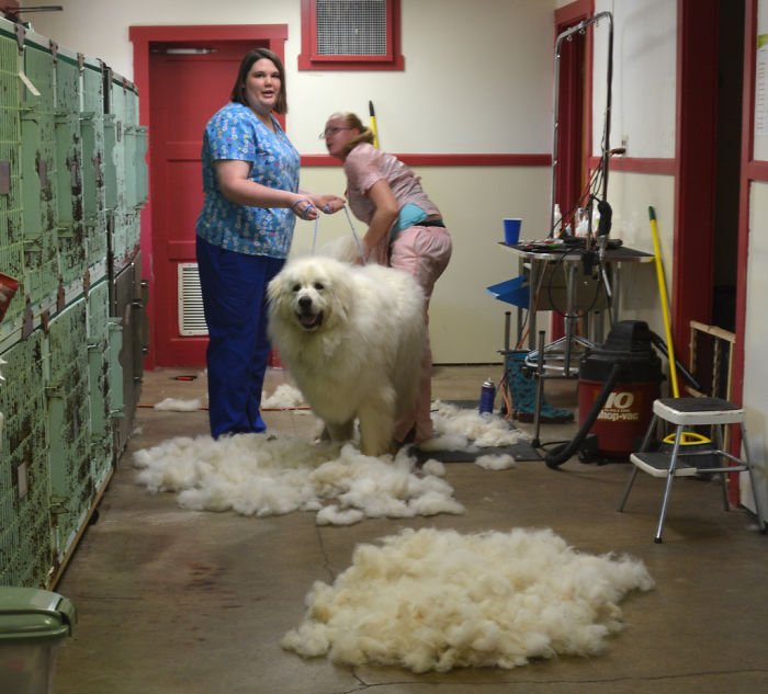 Your hairdresser only washes and cuts the hair on your head.