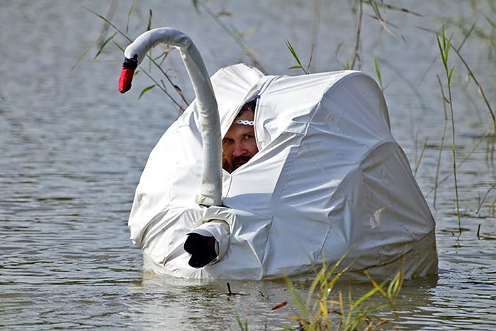 Wish I was born as a swan