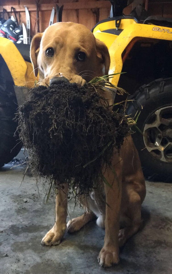 “My Dog Brought Me Some Dirt Today”