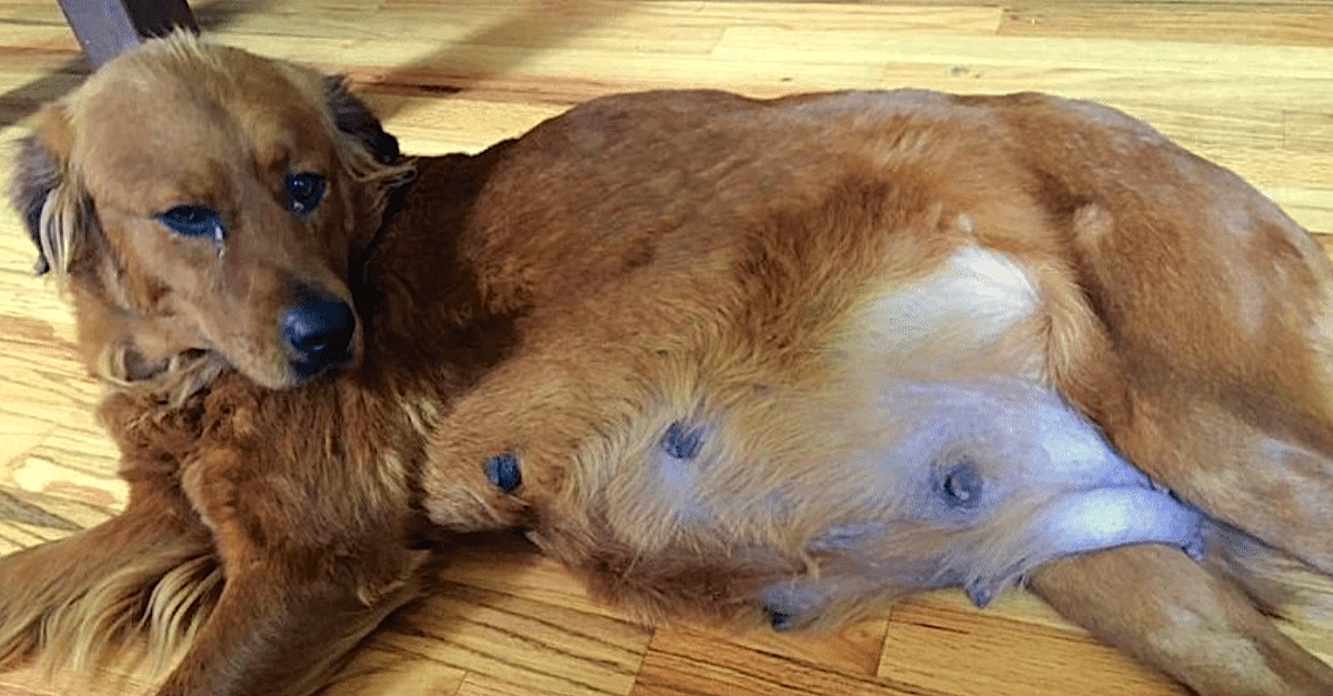 Pregnant Rescue Dog gives birth to 18 puppies