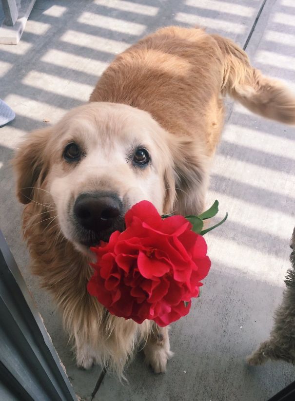 “My Dog Is Too Good For This World, He Brought Me A Flower”