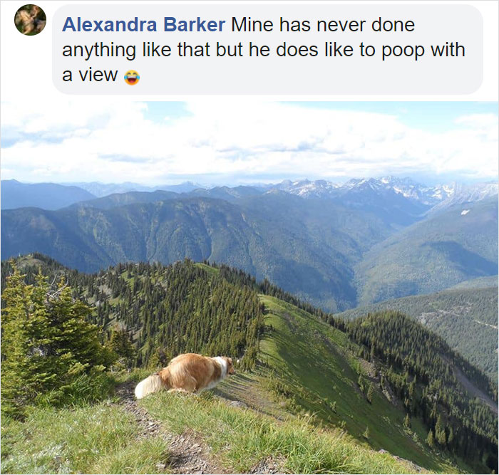 And people started posting pics of their dogs being busy in similar scenarios