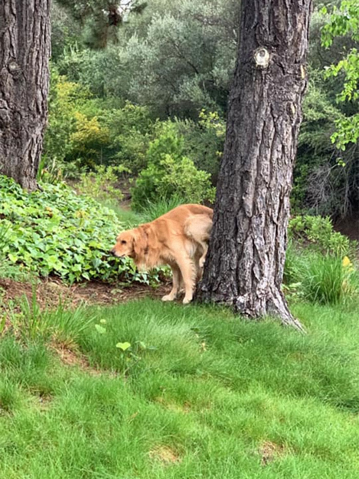 After this person asked if anyone else’s dog does their business in odd poses, the internet blew up