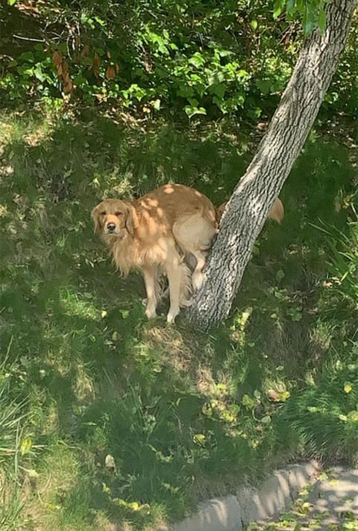 After this person asked if anyone else’s dog does their business in odd poses, the internet blew up