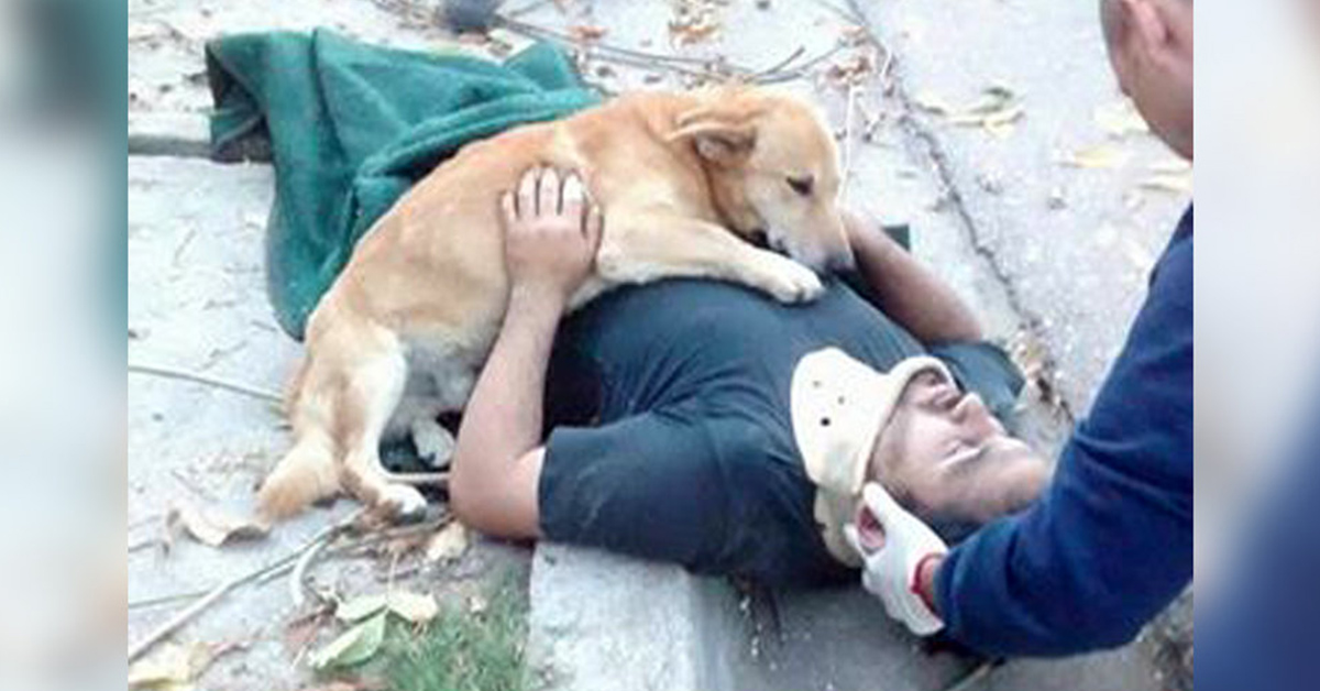 Loyal Dog Wouldn’t Leave Injured Owner’s Side And Hugs Him Showing Love