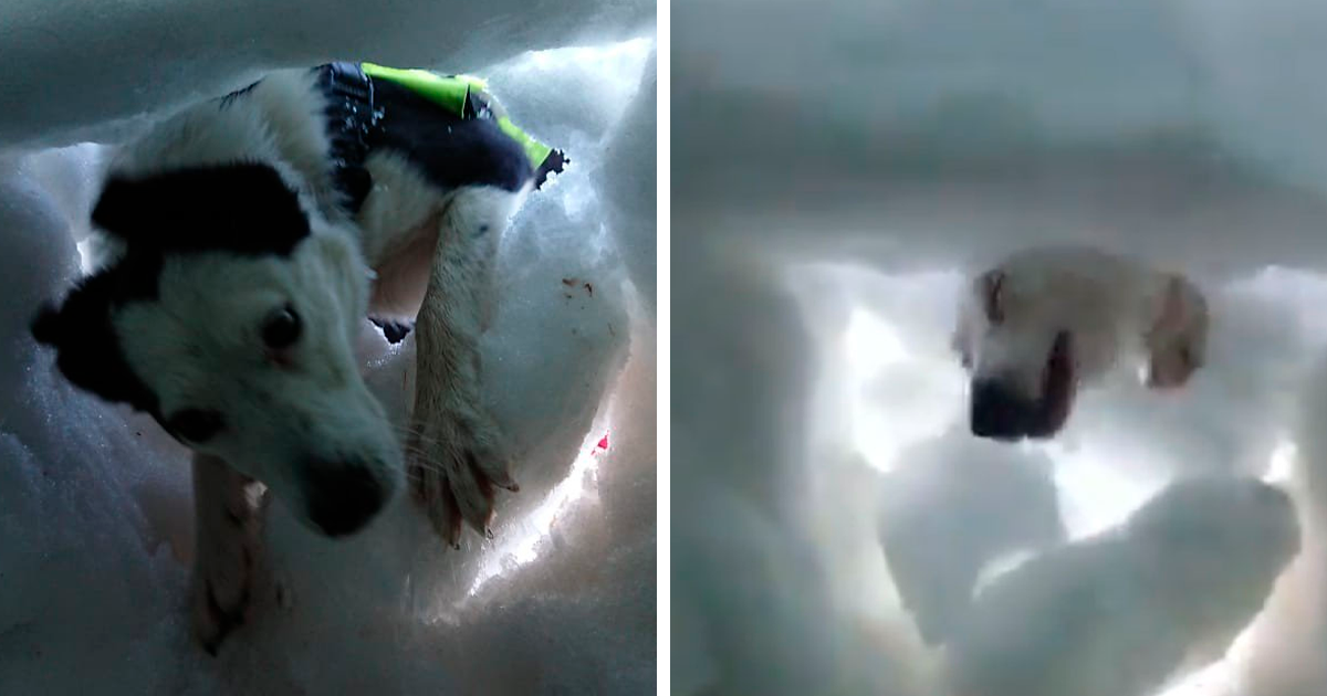 Man Buried In Snow Films A Rescue Dog Saving Him, And It’s Beautiful