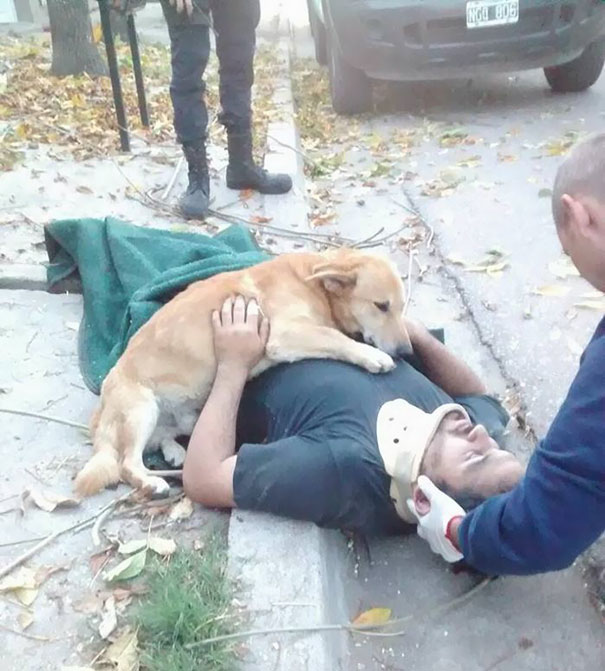 Meet the loyal dog, Tony, who didn't leave his owner's side when the man got injured