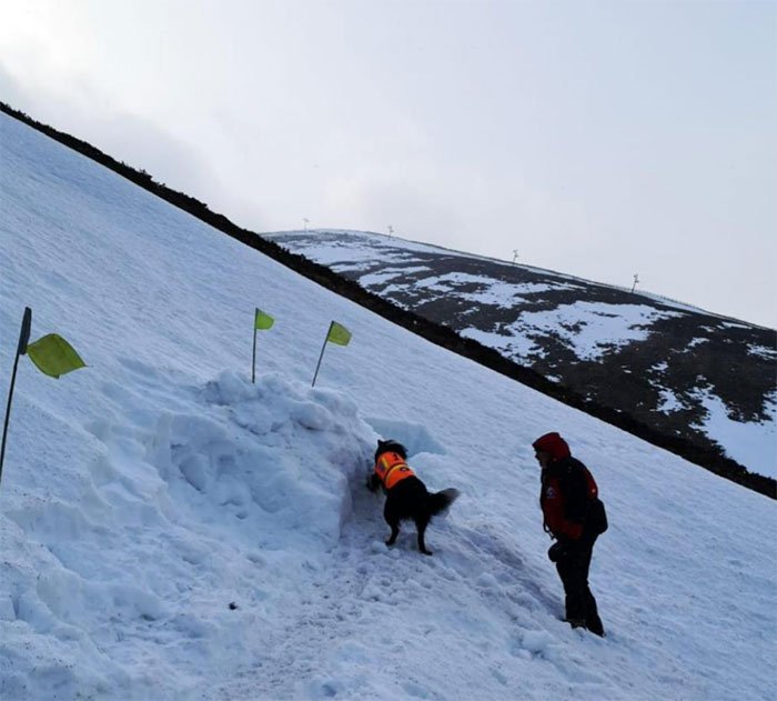 A rescue dog is skilled to look for people who are in need of help on the mountains