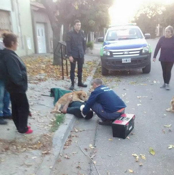 The loyal dog was there with his owner until the ambulance arrived