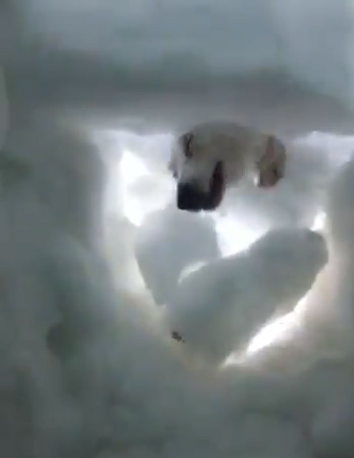 Struggling, the rescue dog pushed the wall of snow away from his body