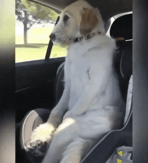 “Hey! what’s so funny here?! Never seen a dog in a car seat before?”