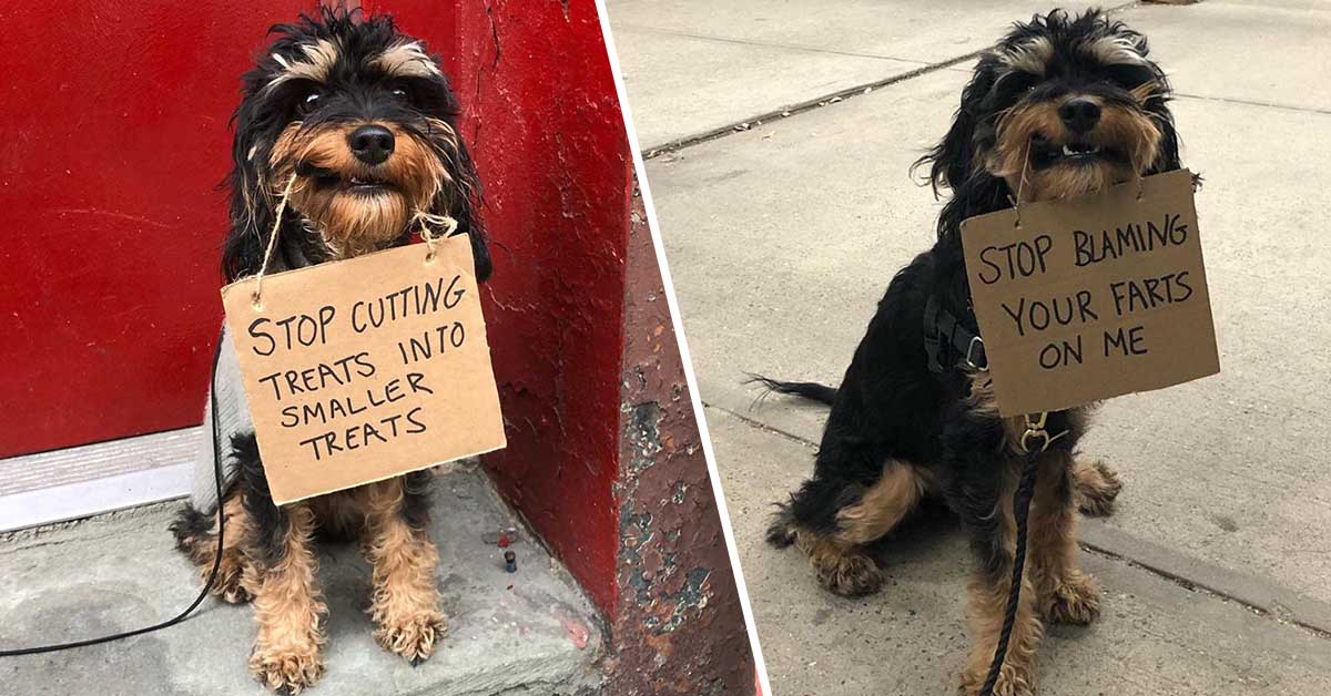 Dog with a sign protests about everyday problems dogs face
