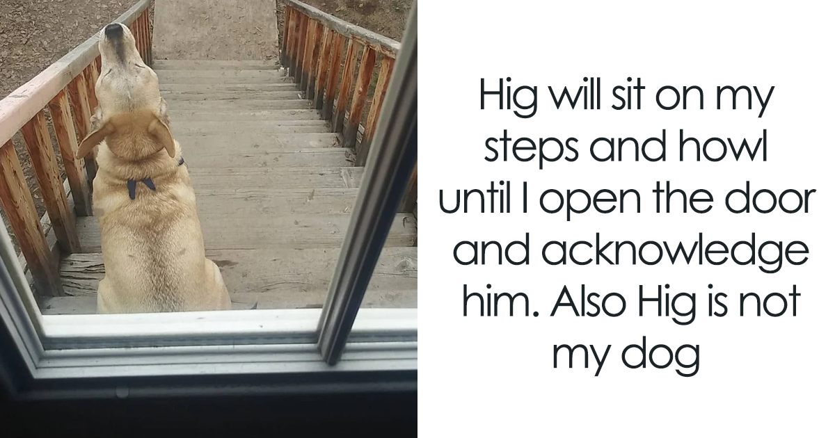 30 Funny And Cute Dog Snapchats That Will Hopefully Make Your Day