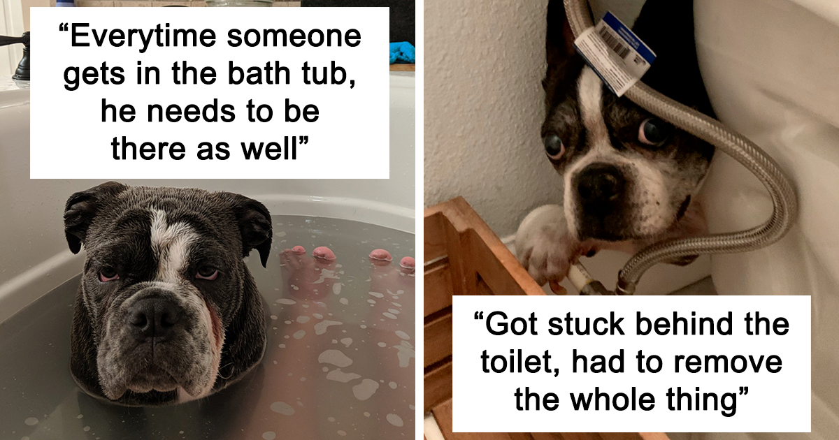 People Are Sharing Stories About The Dumbest Dogs They’ve Ever Known In This Viral Thread