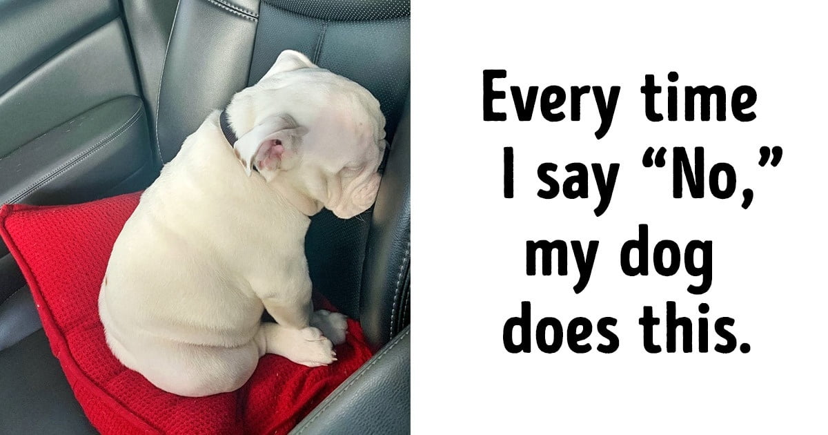 23 Funniest Photos That Prove Dogs Have Their Own Kind Of Logic