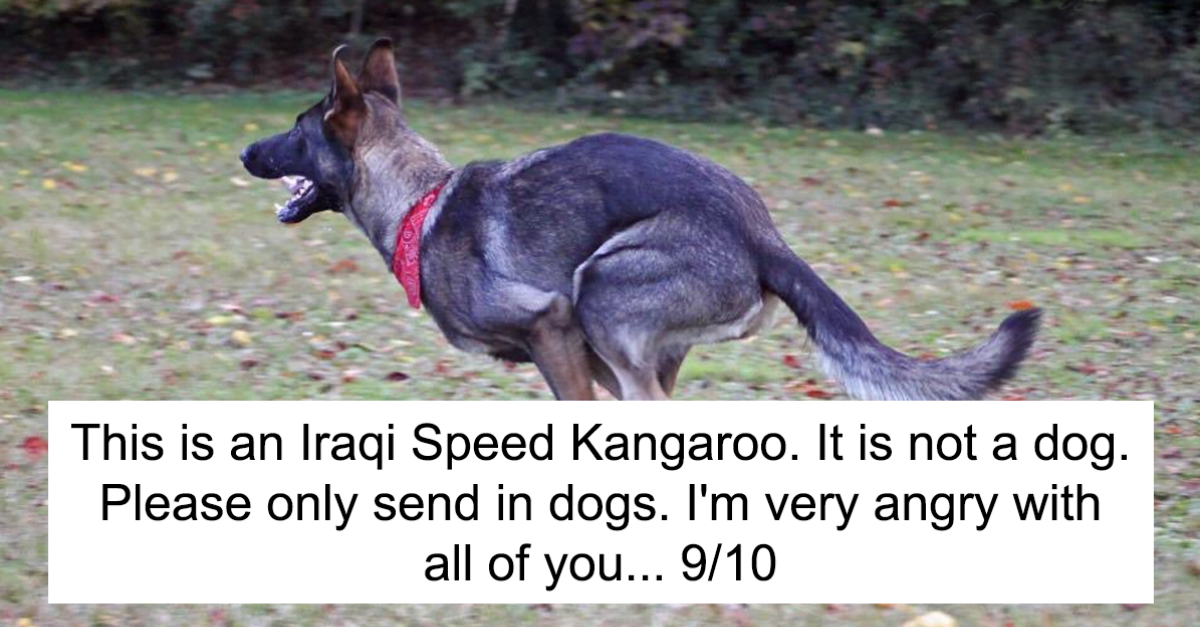 40 Times People Failed To Send Dogs To ‘We Rate Dogs’ & Sent Something Else