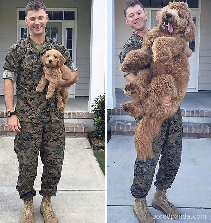 Dogs Growing Up: Before and after deployment