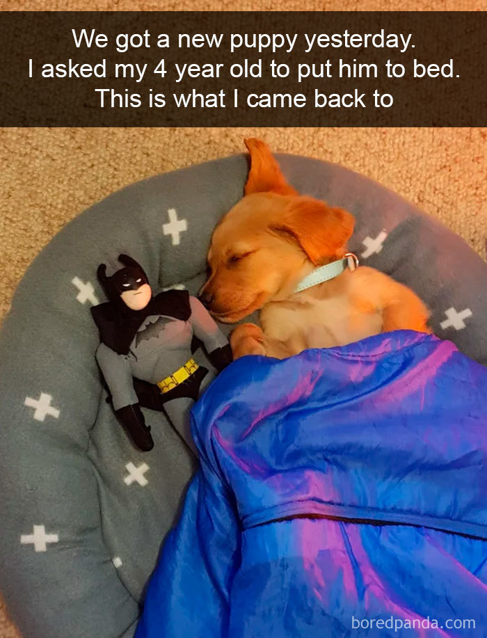 Funny Dog Snapchats: My little munchkin knows well to take care of the new dog