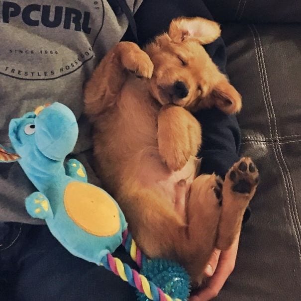 Golden Retrievers: He loves to take a nap in my dad's arms.