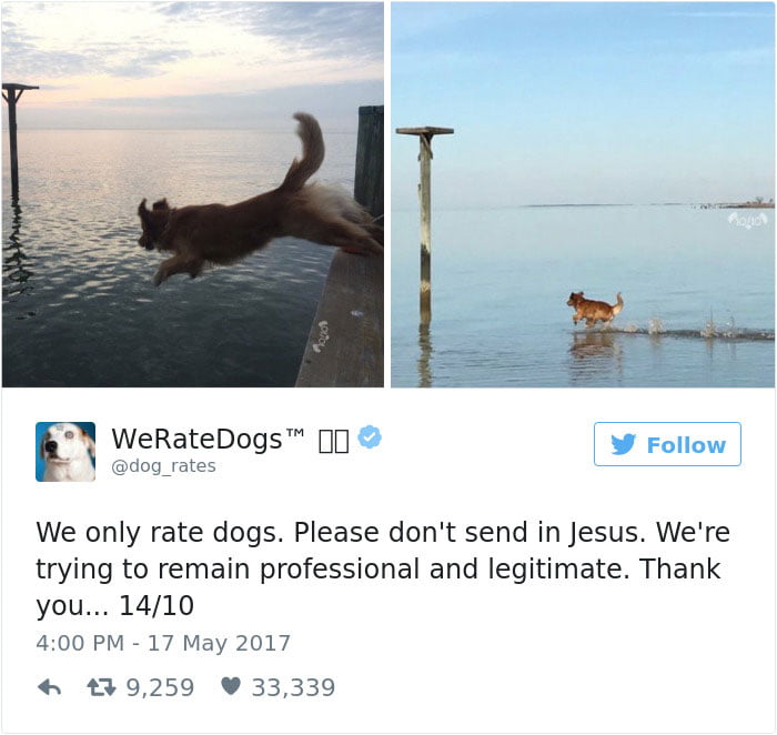 Introducing you to one of the best dogs that swim: Walking on Water
