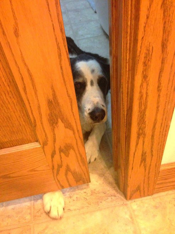 The little doggo is not allowed in the kitchen during dinner time. How innocent is he?