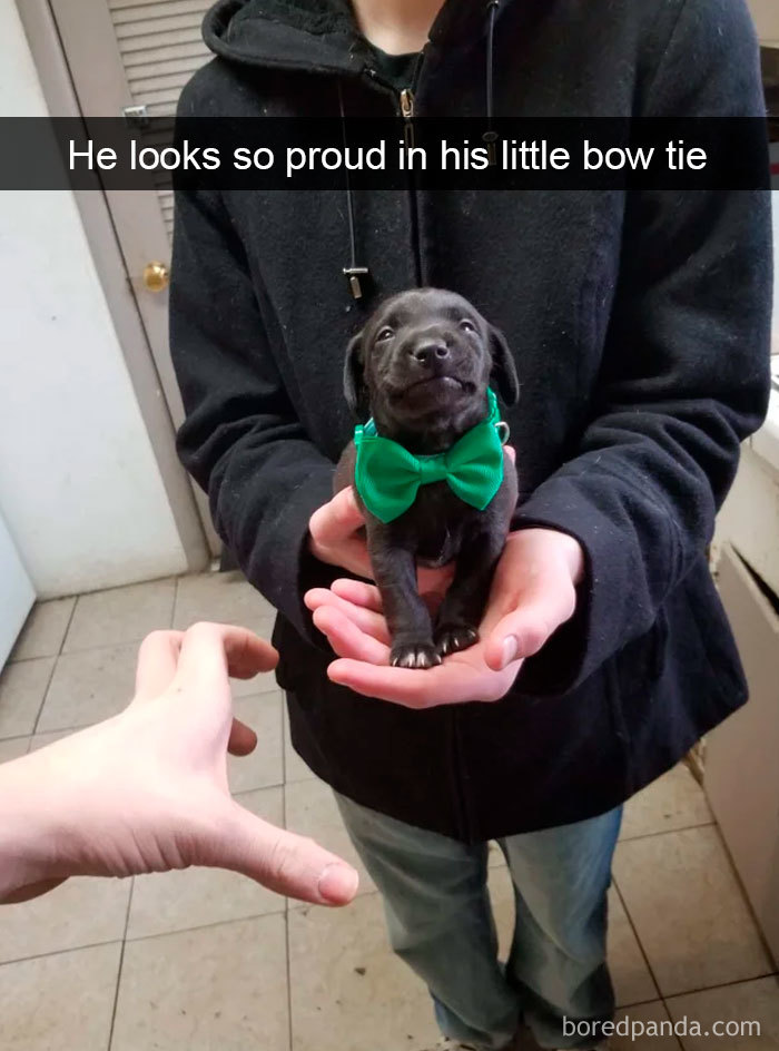 The proud little doggo!