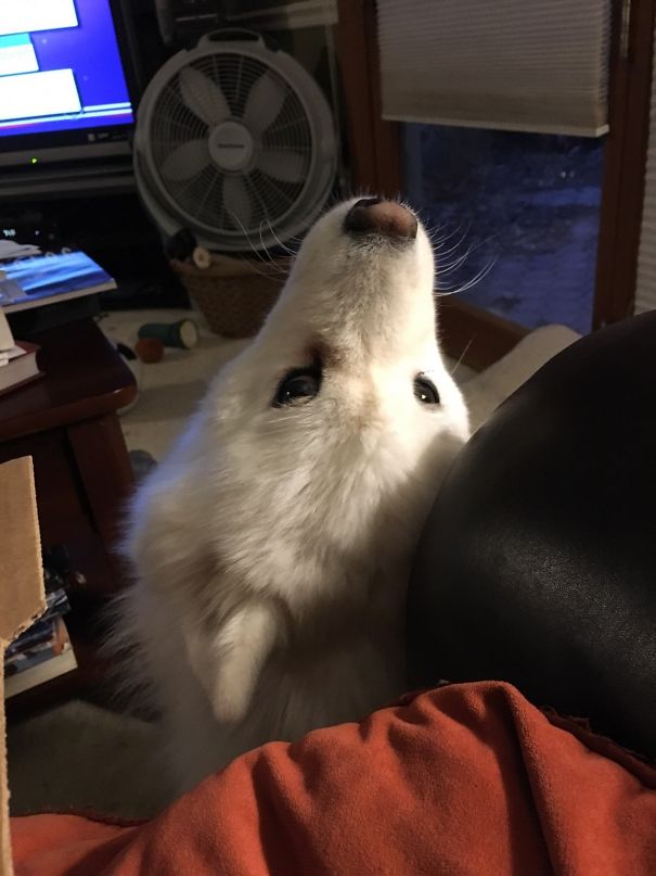 My Samoyed doesn't look at me when I'm eating! B'cuz begging is not allowed!