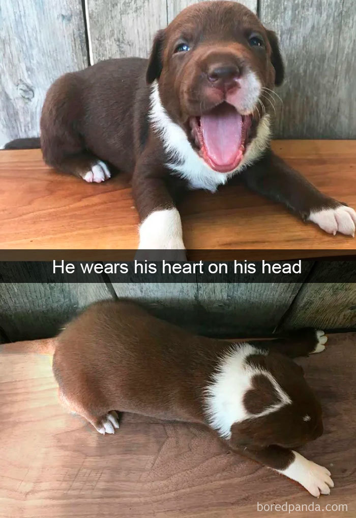 Funny Dog Snapchats: So cute! Dog snapchats are so special.