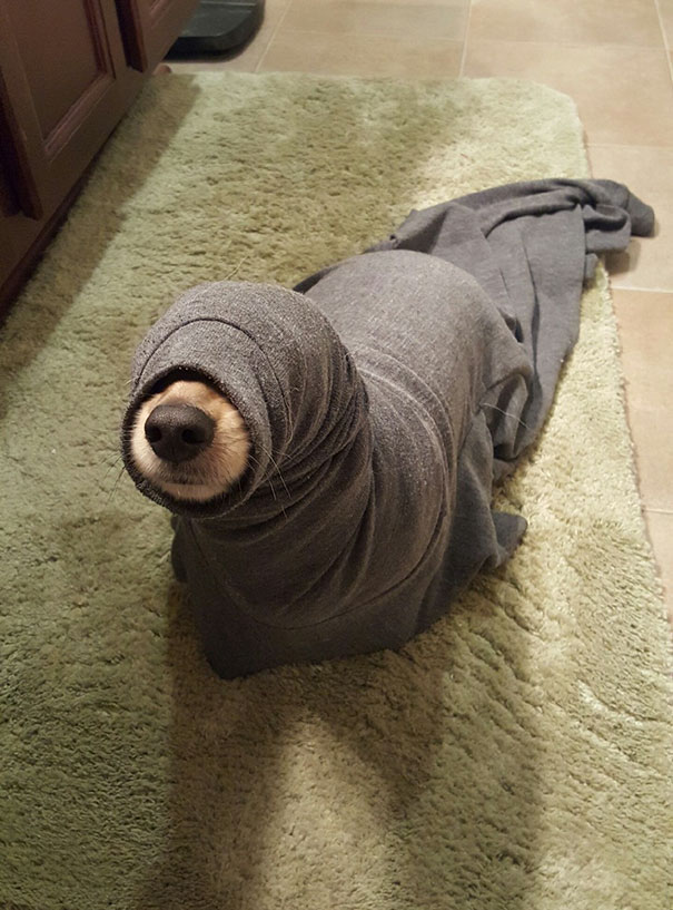 Idiot Dogs: Reminds me of a seal