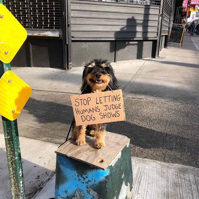 Dog with a sign: This is what every dog surely wants