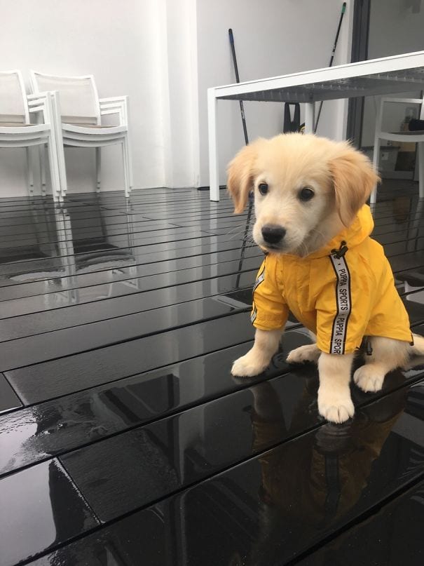 Golden Retrievers: He is proud of his golden fur!