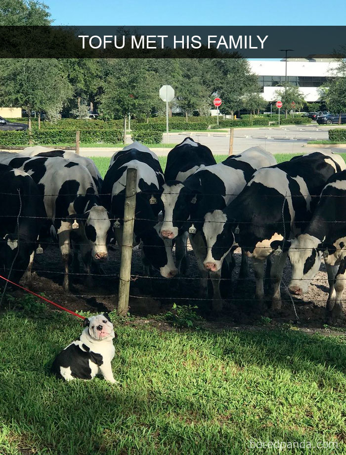 Tofu met his mow family!