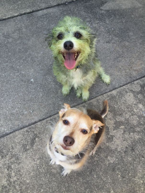 One of my idiot dogs helped me mow the lawn