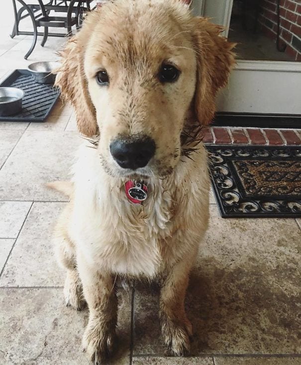 This dirty retriever needs a bath immediately.