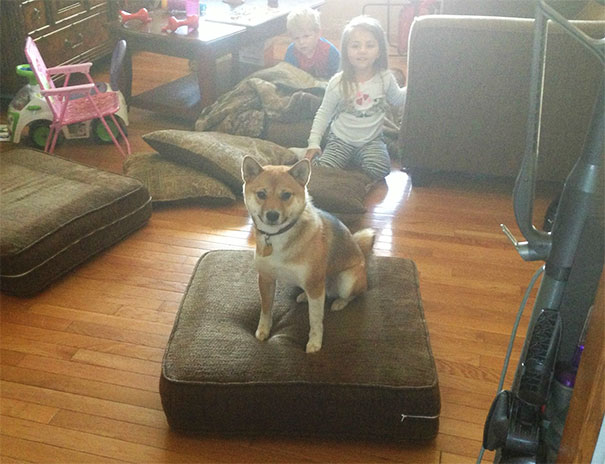 He's not allowed on the couch. But as the babies threw the cushion, my opportunist dog took his place!