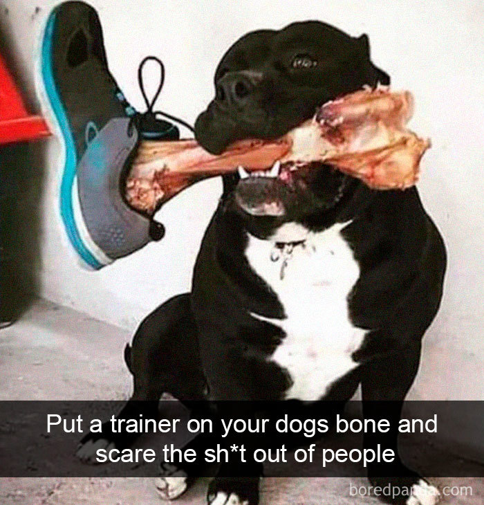 Funny Dog Snapchats: Scariest dog snapchats ever!