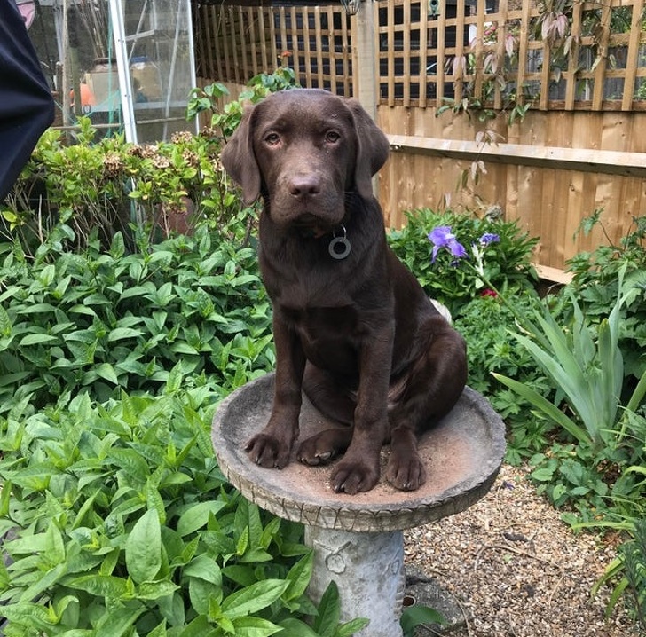 My dog was barking because he was stuck in a birdbath