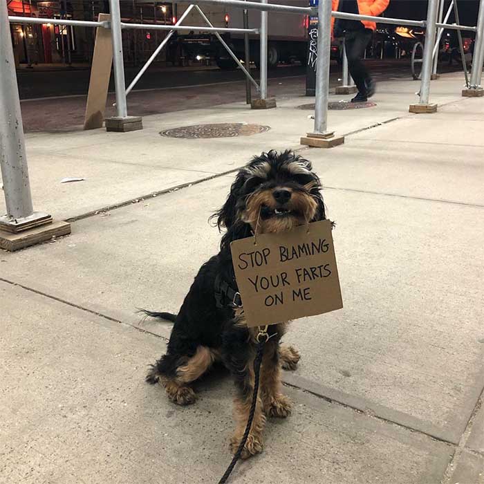 Dog with a sign: Yeah! The mute animals are innocent.