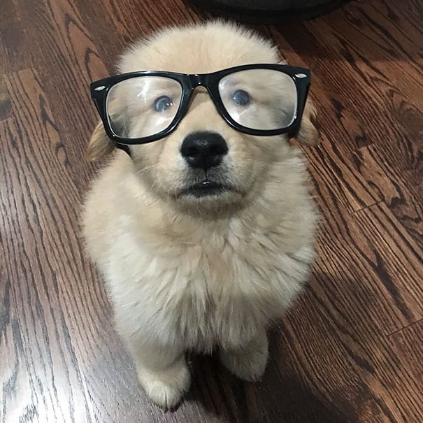 Golden Retrievers wear spectacles