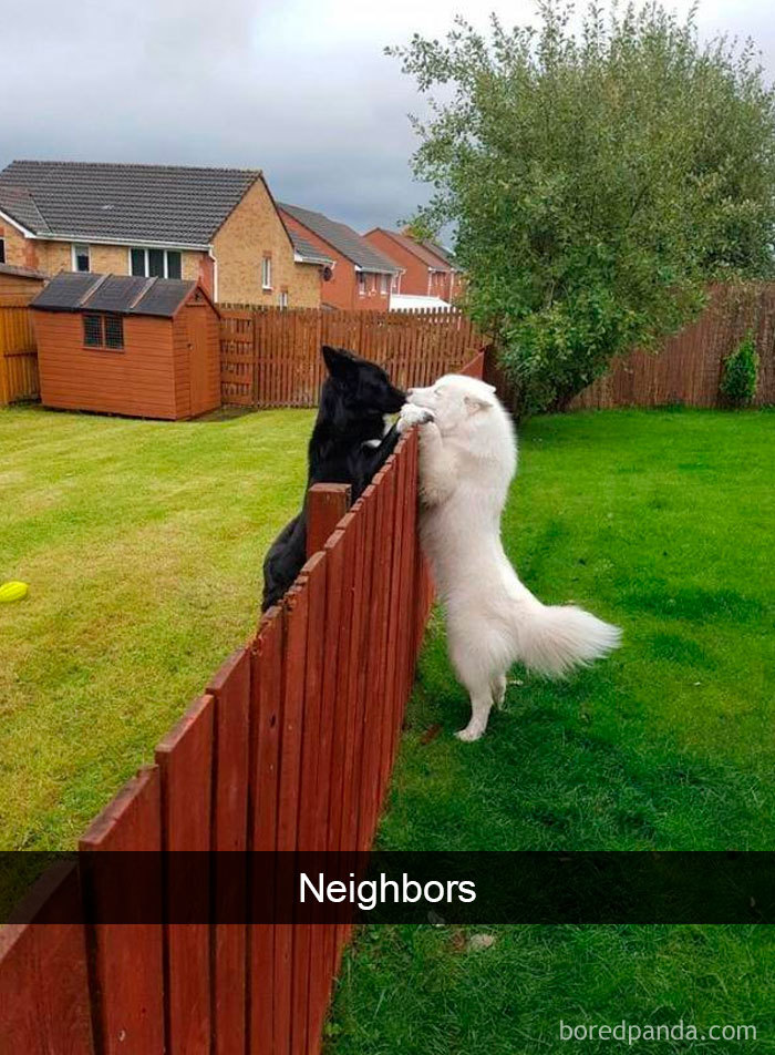 The dogs too are neighbors.