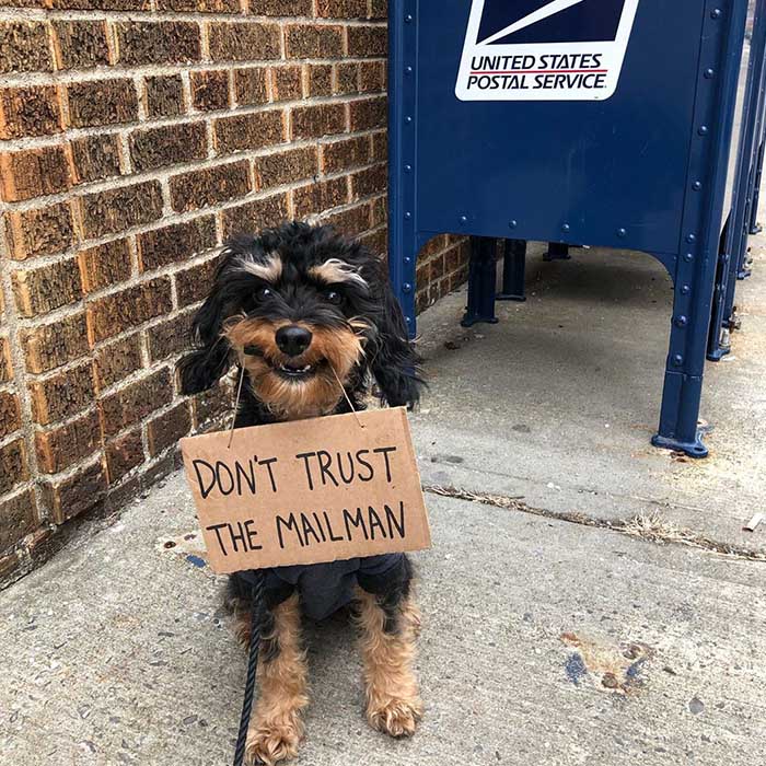 Dog with a sign: Dog with a sign has a piece of advice for us!