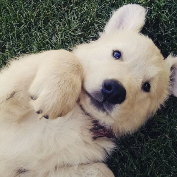 Golden Retrievers: Meet the cute little Colby!