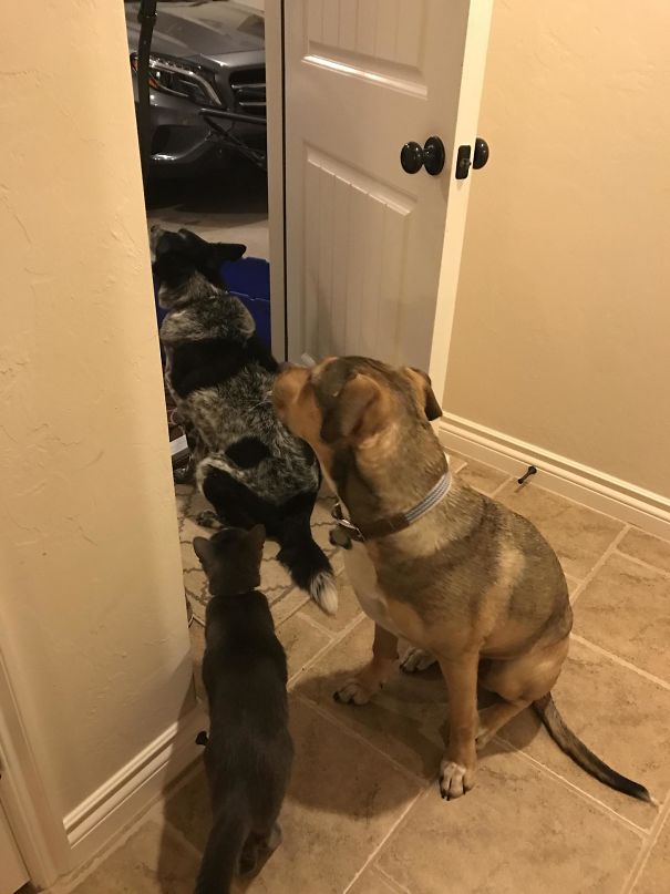 My hubby went to the garage for a second. And these two canines followed him in the best possible way!