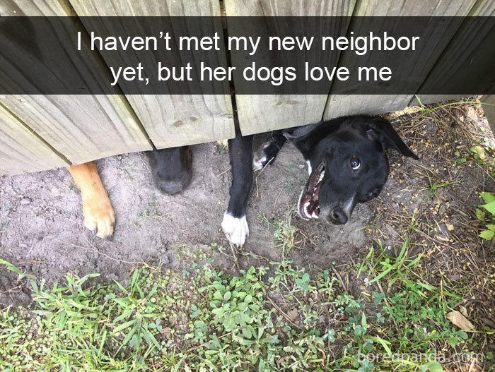 My neighbor's dogs love me for sure!