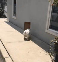 The idiot dogs are box lovers too!