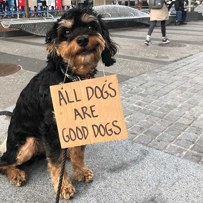 Dog with a sign: Yeah! We agree!