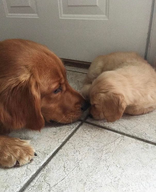 Golden Retrievers: Parent retrievers are so caring!