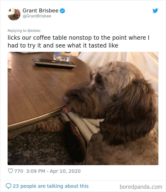 The dumbest dogs want to relish the taste of everything