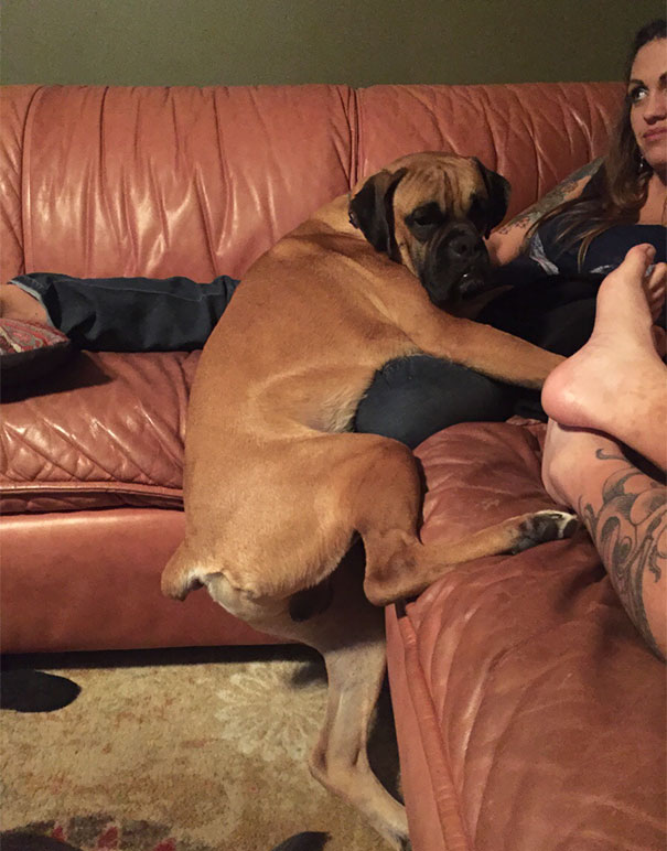 My Boxer is cannot lay on the couch. 100 points to him for great technicality!
