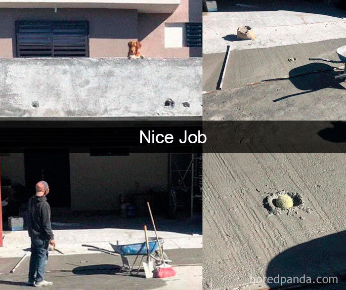 The doggo will play. Even wet cement cannot stop him!